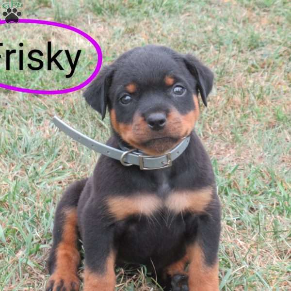 Frisky, Rottweiler Puppy